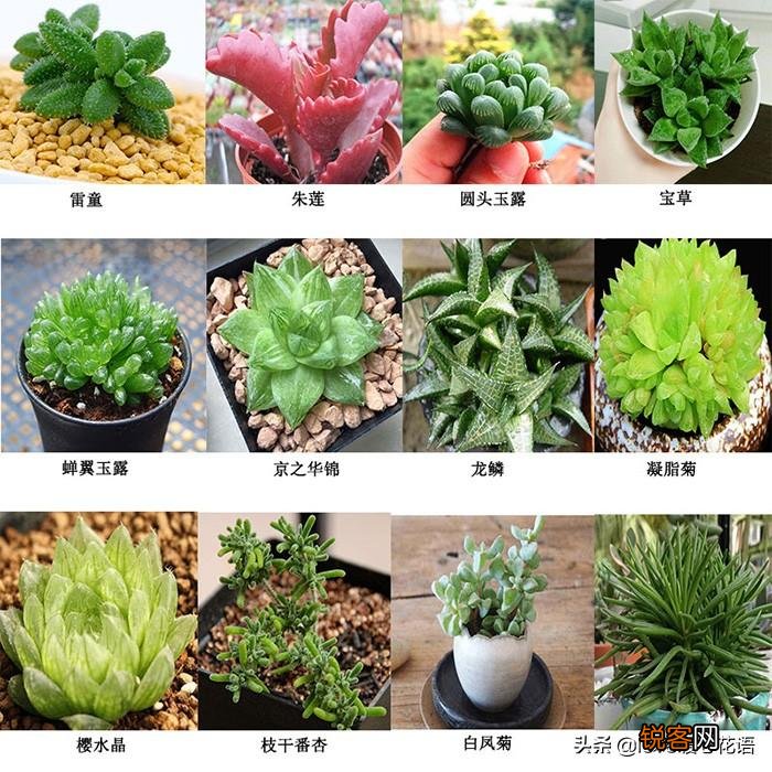 324种多肉植物图文欣赏 多肉控必看