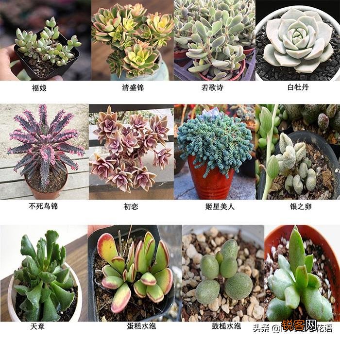324种多肉植物图文欣赏 多肉控必看