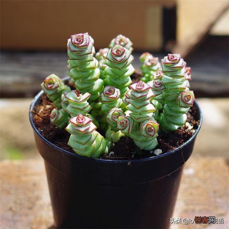 324种多肉植物图文欣赏 多肉控必看
