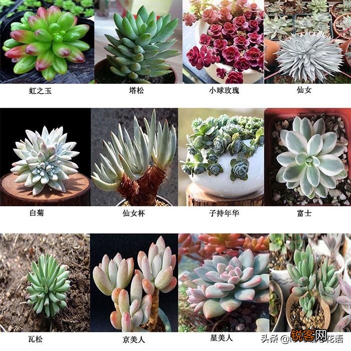 324种多肉植物图文欣赏 多肉控必看