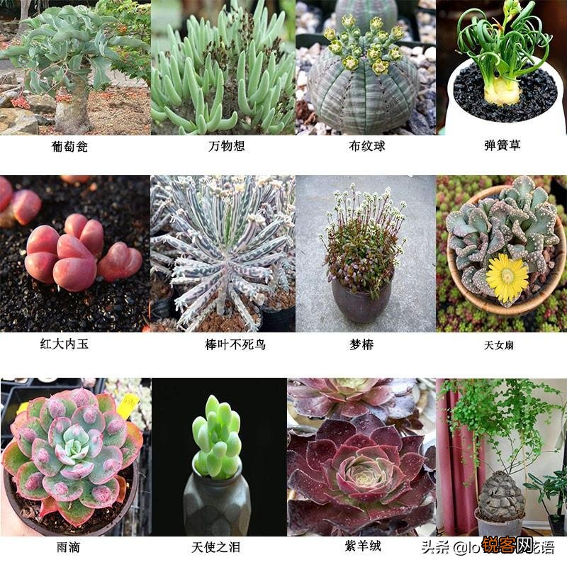 324种多肉植物图文欣赏 多肉控必看