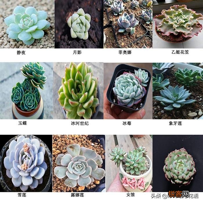 324种多肉植物图文欣赏 多肉控必看