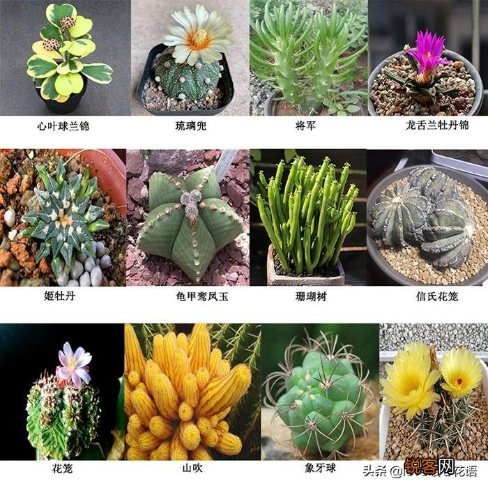 324种多肉植物图文欣赏 多肉控必看