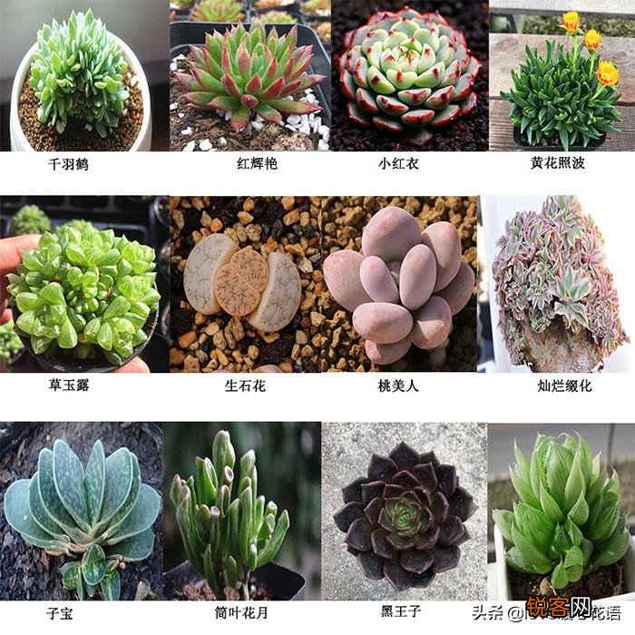 324种多肉植物图文欣赏 多肉控必看