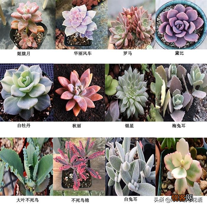 324种多肉植物图文欣赏 多肉控必看