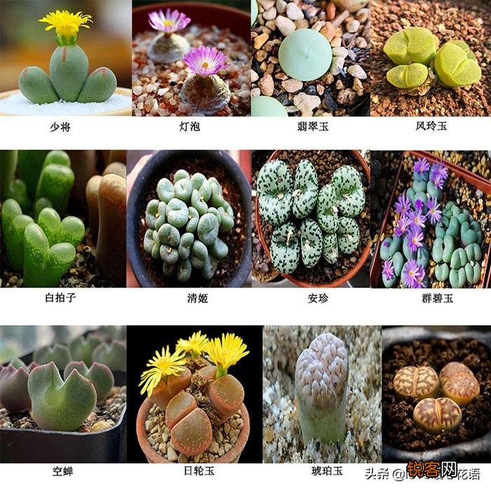 324种多肉植物图文欣赏 多肉控必看
