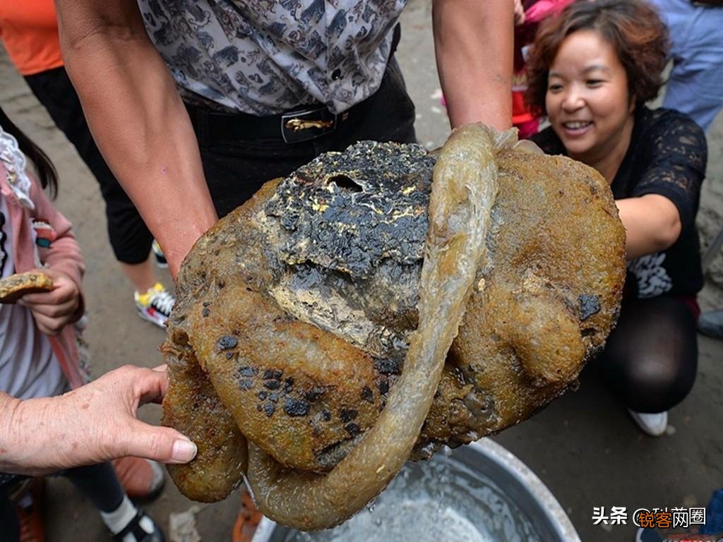 如何找野生太岁肉灵芝 太岁肉灵芝的功效和作用