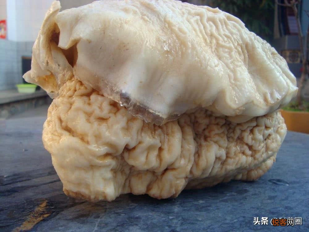 如何找野生太岁肉灵芝 太岁肉灵芝的功效和作用