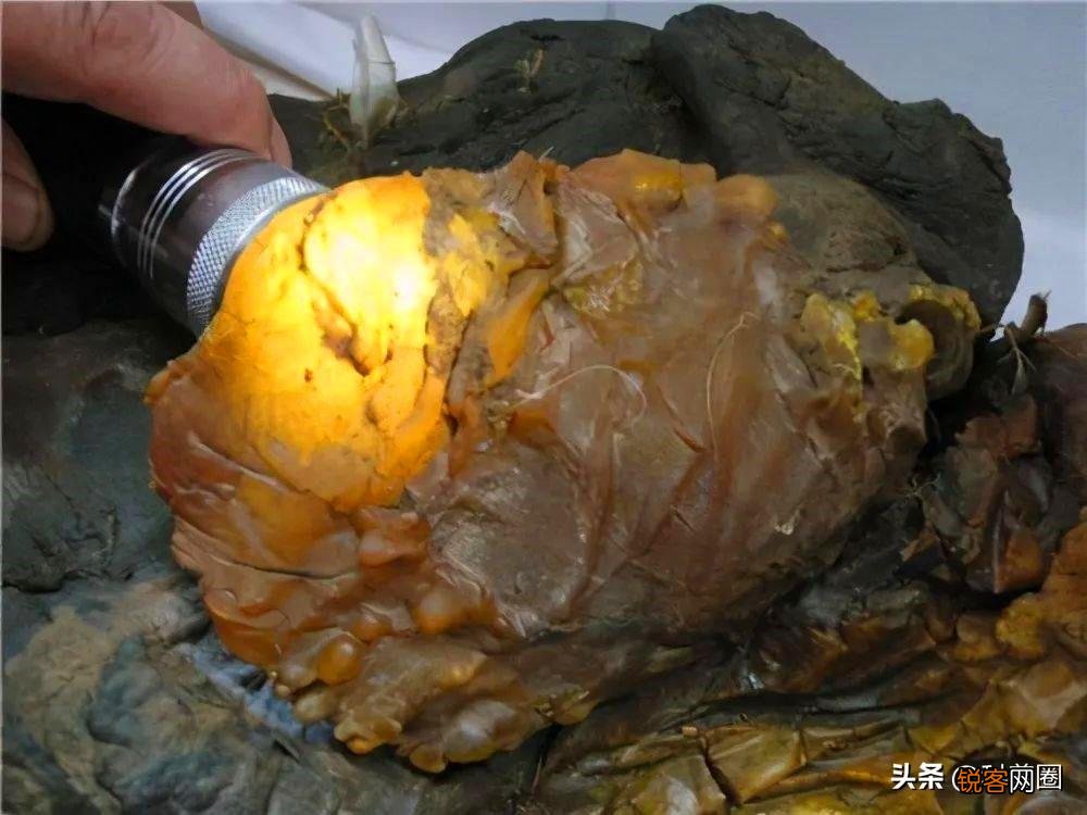 如何找野生太岁肉灵芝 太岁肉灵芝的功效和作用