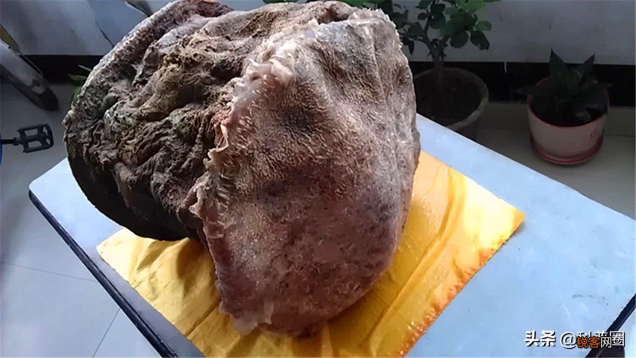 如何找野生太岁肉灵芝 太岁肉灵芝的功效和作用