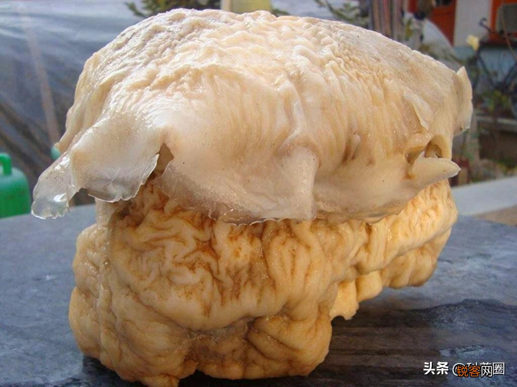 如何找野生太岁肉灵芝 太岁肉灵芝的功效和作用