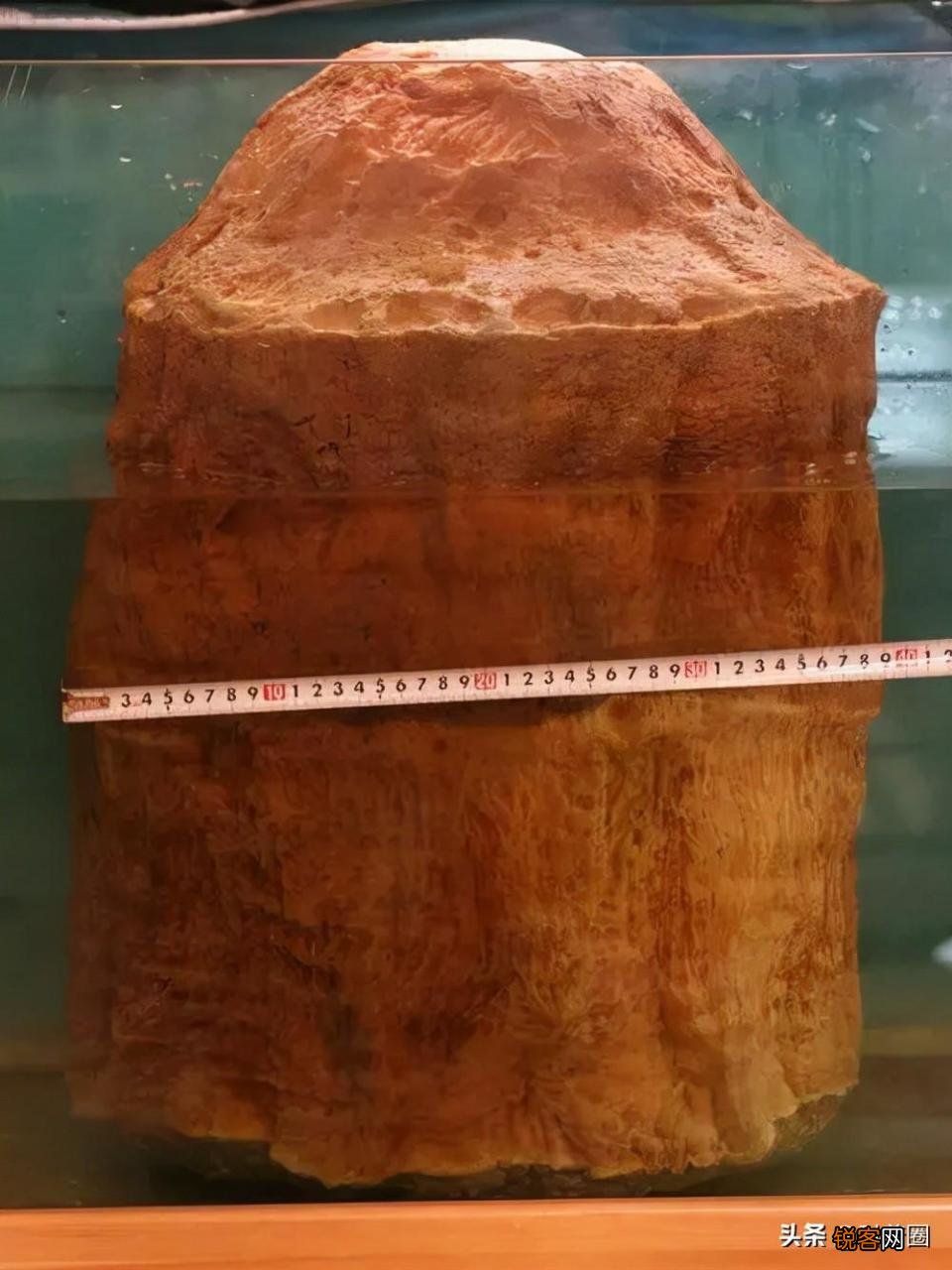 如何找野生太岁肉灵芝 太岁肉灵芝的功效和作用