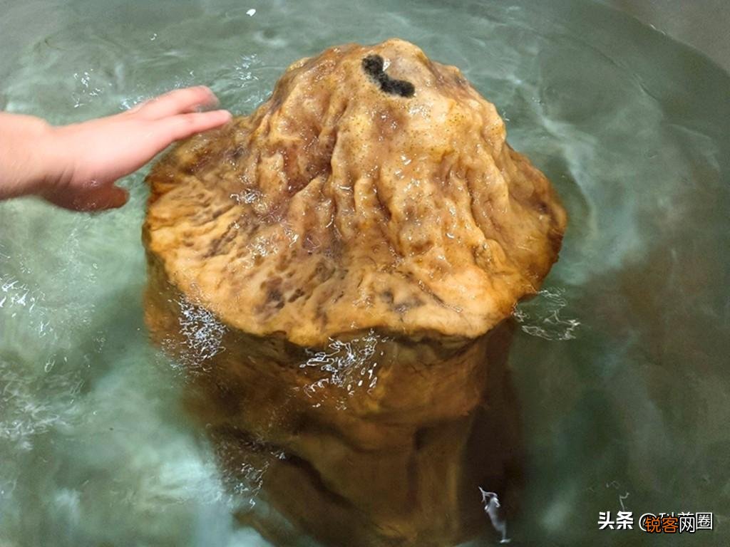 如何找野生太岁肉灵芝 太岁肉灵芝的功效和作用