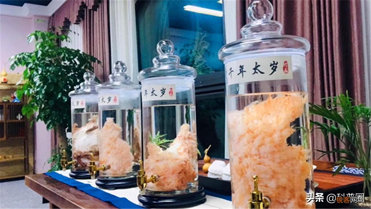 如何找野生太岁肉灵芝 太岁肉灵芝的功效和作用