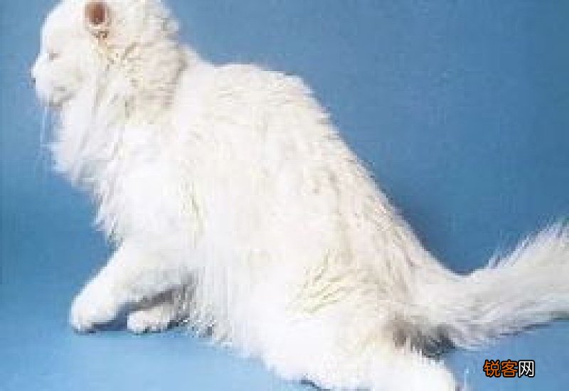 猫咪心肌肥厚是如何导致的