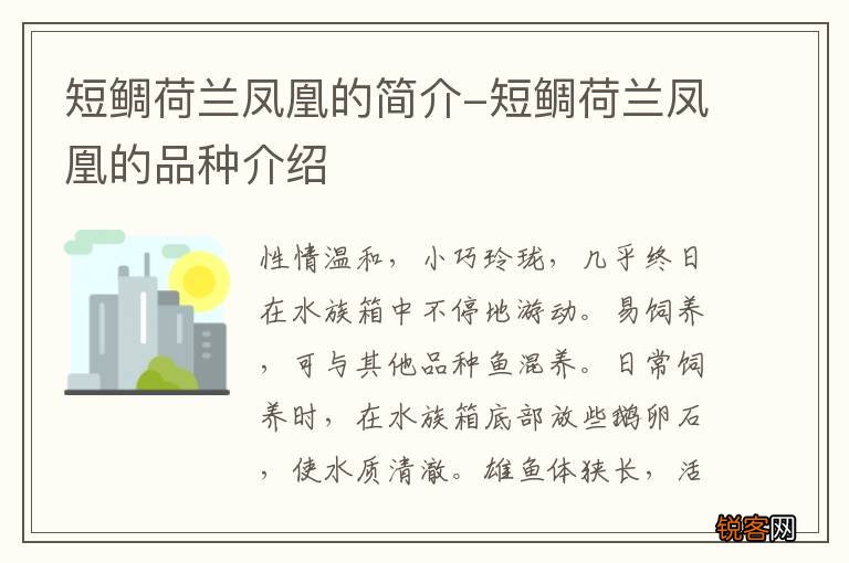 短鲷荷兰凤凰的简介-短鲷荷兰凤凰的品种介绍