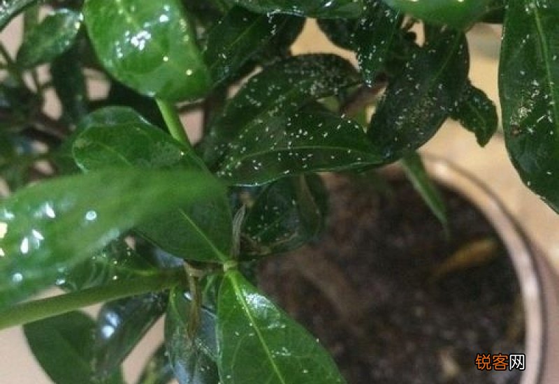 栀子花叶子上有黑色的虫子是什么虫