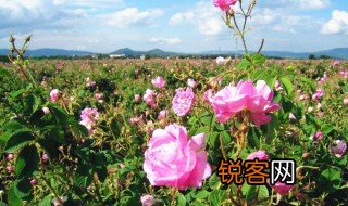 玫瑰之国是指哪个国家 玫瑰之国指的是哪里