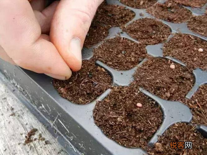 手把手教你阳台种菜 最齐全的阳台种菜方法