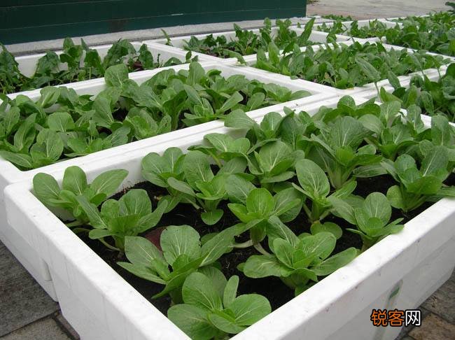手把手教你阳台种菜 最齐全的阳台种菜方法