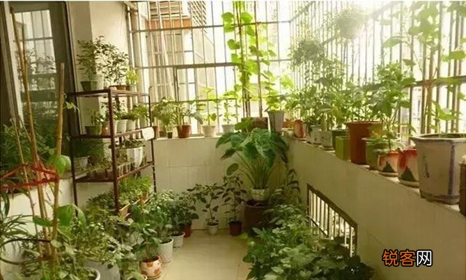 手把手教你阳台种菜 最齐全的阳台种菜方法