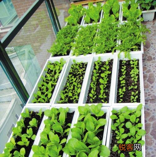 手把手教你阳台种菜 最齐全的阳台种菜方法