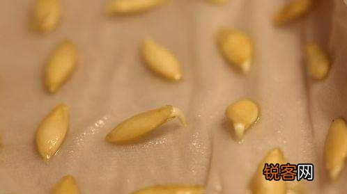 手把手教你阳台种菜 最齐全的阳台种菜方法