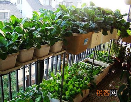 手把手教你阳台种菜 最齐全的阳台种菜方法