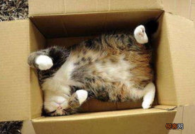 猫咪爱啃纸箱是缺什么微量元素