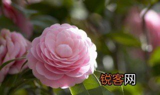 朝花夕拾意思 朝花夕拾意思是什么