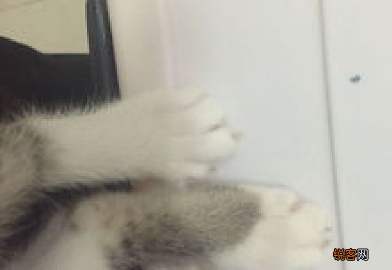 猫的爪子剪出血了怎么办
