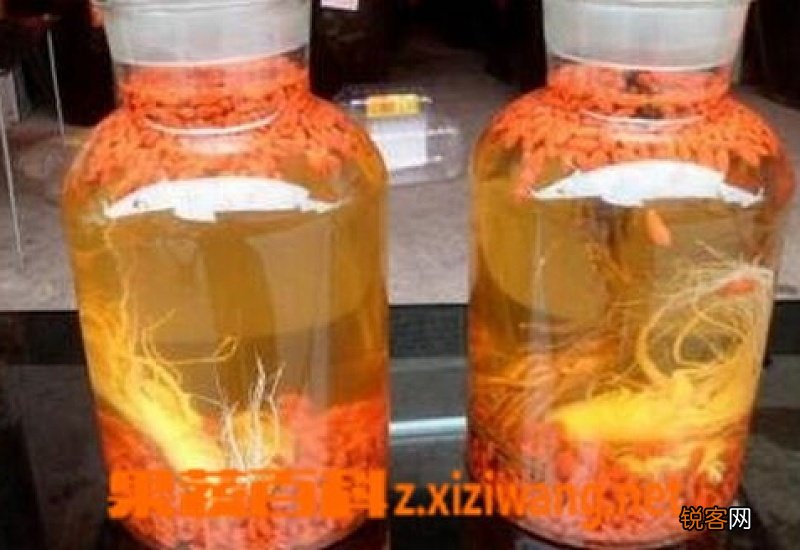 枸杞子泡酒的功效怎么样 用枸杞泡酒效果好吗