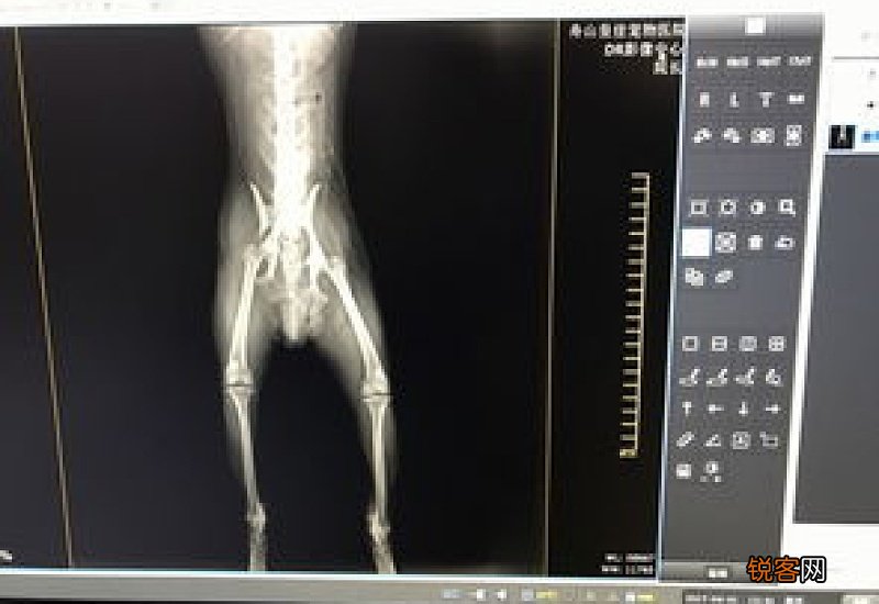 狗狗被车撞了后腿骨折能好?