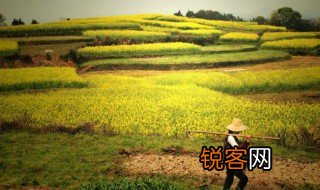 三农指什么 三农介绍