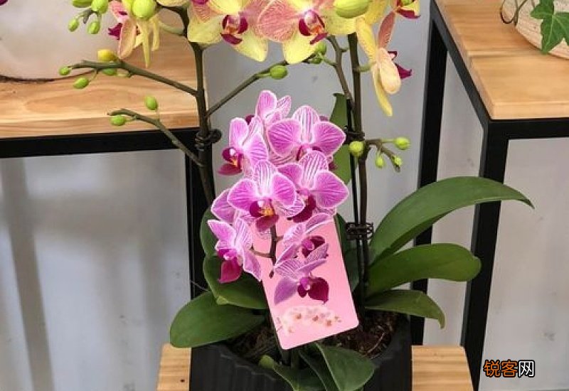 蝴蝶兰花蕾期怎样养 蝴蝶兰花蕾期间的管理