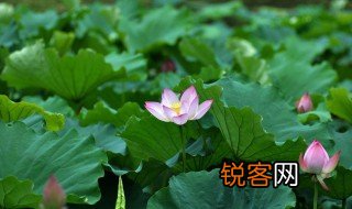 夏至和立夏是什么意思 夏至和立夏介绍