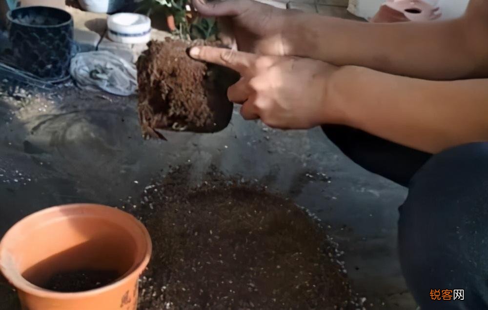 杜鹃花的养法和注意事项 如何让杜鹃花长得更旺盛