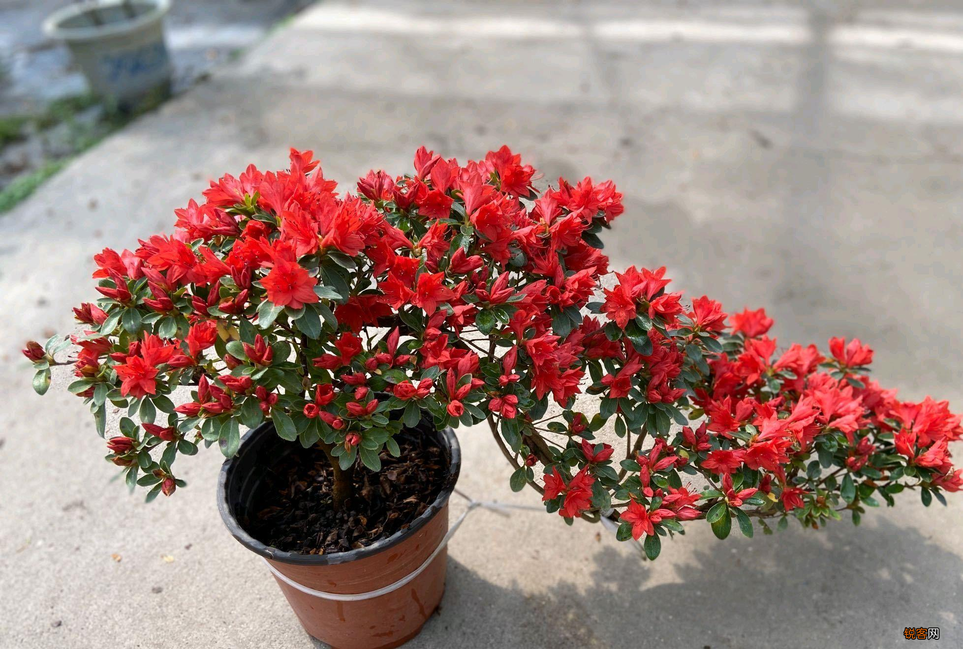 杜鹃花的养法和注意事项 如何让杜鹃花长得更旺盛