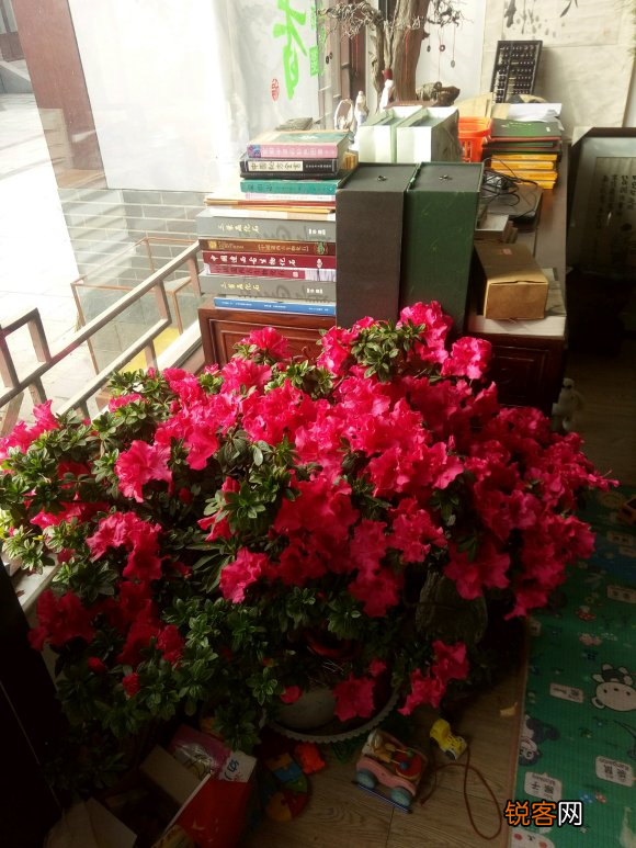 杜鹃花的养法和注意事项 如何让杜鹃花长得更旺盛