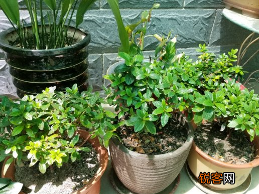 杜鹃花的养法和注意事项 如何让杜鹃花长得更旺盛