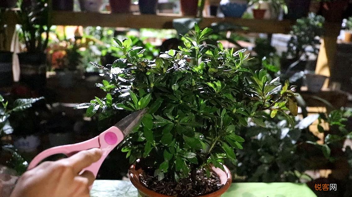 杜鹃花的养法和注意事项 如何让杜鹃花长得更旺盛