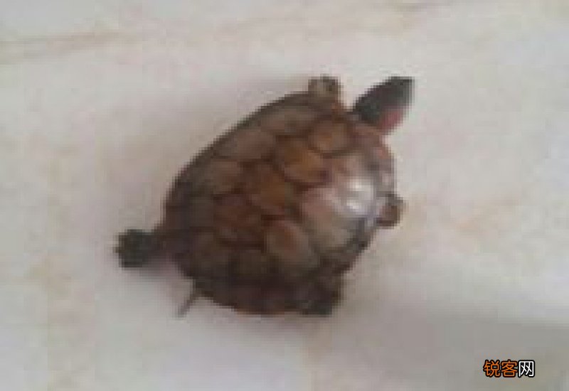 怎么能让乌龟吃东西