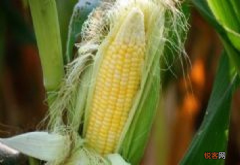 玉米须煮水的功效与作用 玉米须煮水湿气重的人能喝吗