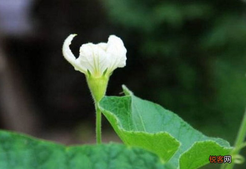 葫芦花是完全花还是不完全花?