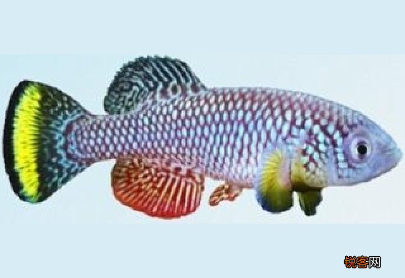 青鳉鱼生活在海里还是河里