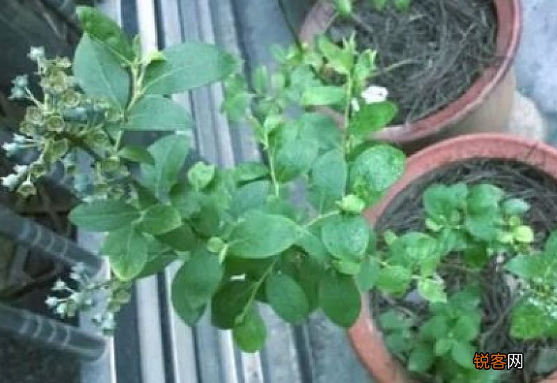 蓝莓苗什么时候种
