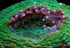 珊瑚一天光照多久