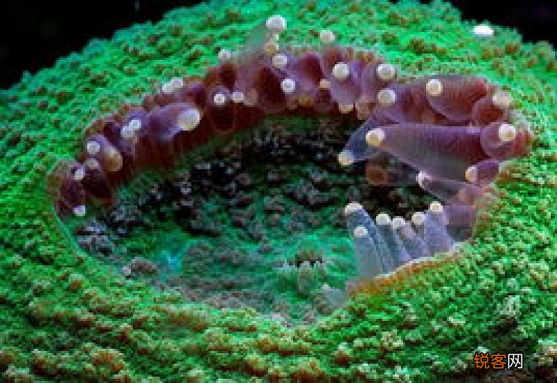 珊瑚一天光照多久