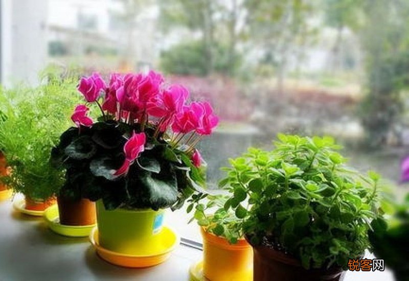 怎样才能把花养好呢