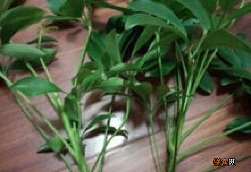 鹅掌柴怎样扦插